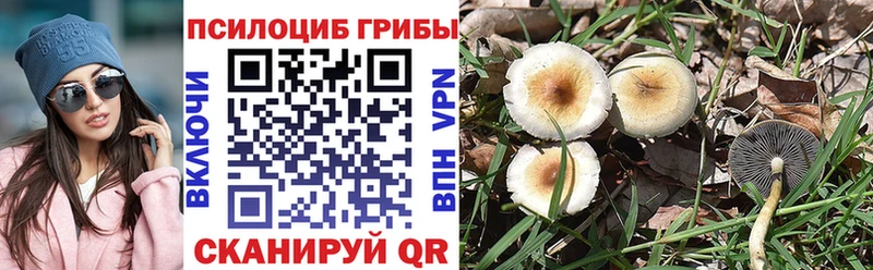 магазин    Чердынь  Псилоцибиновые грибы Psilocybine cubensis 